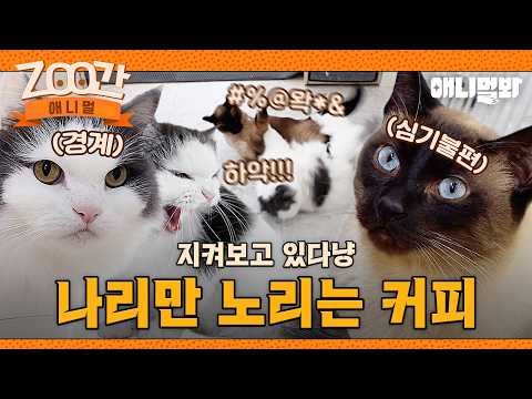 [#Zoo간애니멀] 나리만 보면 못살게 구는 커피 사이좋게 지내야지😿 I EP.1269 #TV동물농장 #AnimalFarm #애니멀봐