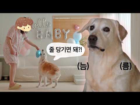 리트리버가 말아주는 젠더리빌 파티🎉 뱃속의 아이는 딸일까? 아들일까?