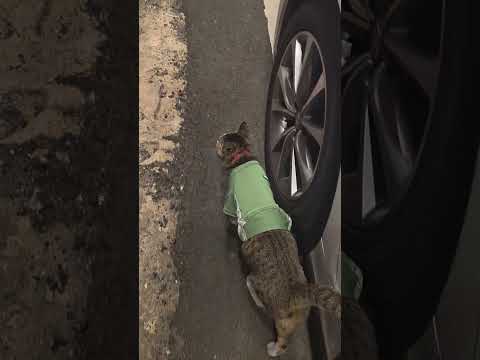 새벽에 돌아오지만 아직 펫도어를 설치못해서 ㅠ 또 저번처럼 유기묘인줄알고 임시보호로 케이지에 갖힐까봐 연락처랑 옷도 입혔어요 하림 💕 #집사 #cat #meow #하림 #쿠앤크