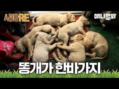 [#사파RE] 똥개는 다다익선💕 이라고 누가 그랬냐💦 우당탕탕 강아지 6남매와 정신 없는 가족들😭 #TV동물농장 #AnimalFarm #애니멀봐
