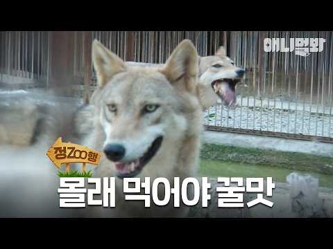 [#정ZOO행] 역시 생닭은! | EP.19 #TV동물농장 #AnimalFarm #애니멀봐
