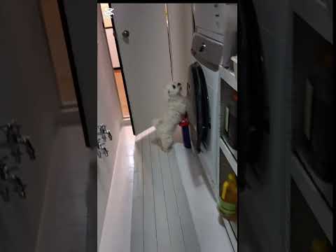 마이 젖병#펫앤캣승리뮤직 #아트조이 #고양이 #강아지 #길냥이구조